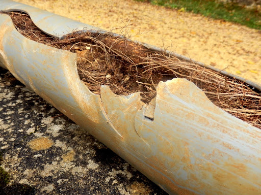 A pipe with tree roots in it.