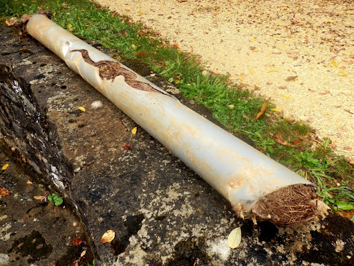A pipe clogged with tree roots.